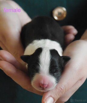 Border kolie s PP - 7