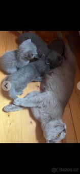 Prodám kočku – britská modrá - 7