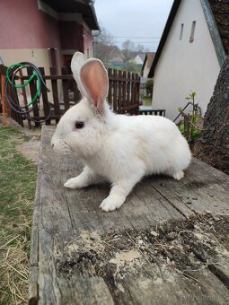 Prodej chovných samců - 7