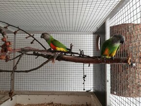 prodám mladé papoušky senegalské - 7