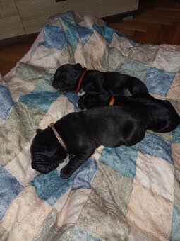 Štěňata Cane Corso - 7