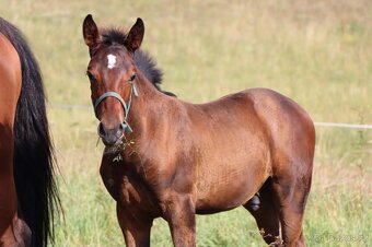 ČT hřebeček 2025 - Možnost splátek - 7