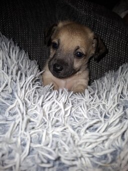 Stěně Čivava X Pražský Krysařík - 7