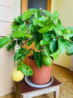 Citrus citroník plodící - 7