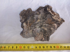 Zkameněliny, paleontologie, zkamenělé dřevo - 7
