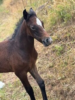Lusitano hřebec PSL nar. 24.6. 2025 💎 - 7