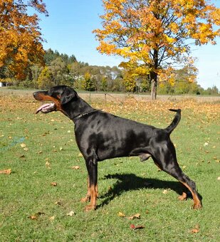 Dobrman -  štěňata s PP - 7