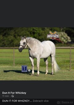 Quarter horse 2,5 roku . - 7