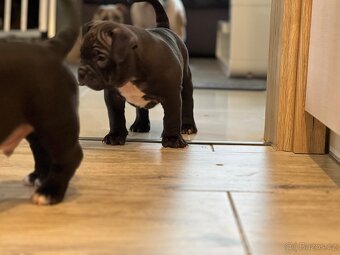 American Bully pocket - 7