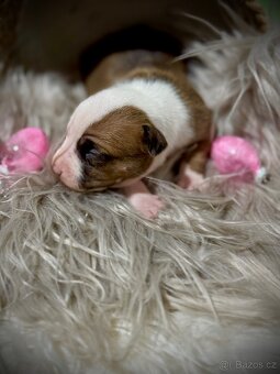American Bully ABKC - 7