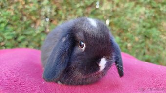 Zakrslý beránek, králíček, králík - DAN - 7