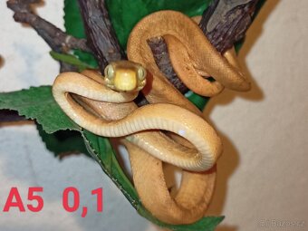 Corallus hortulanus CB 9/24 - 7