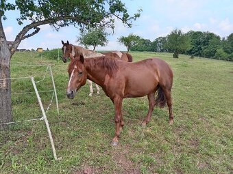Kobylka Quarter horse kvh 148cm - 7
