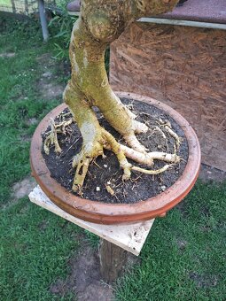 Bonsaj,bonsai Jasan Ztepilý - 7