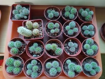 Sazeničky kaktusů mamilárie - 7