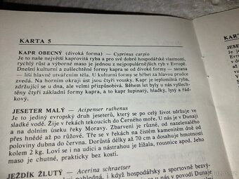 Testovací hra-Ryby - 7