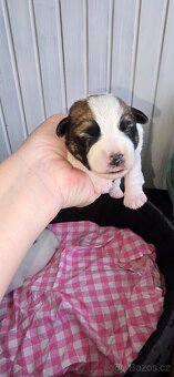 Jack Russell terier - 7