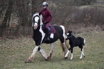 Kobyla s hříbětem - 7