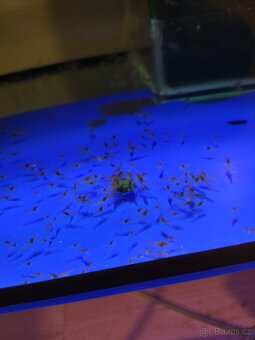 krevetky neocaridina - 7