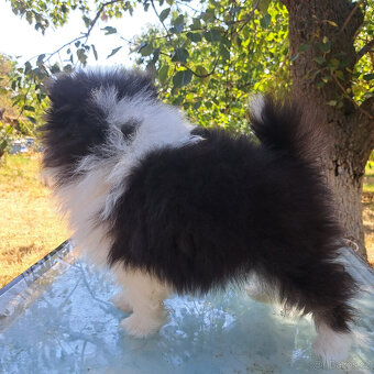 Pomeranian - 7