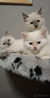 Ragdol bez PP - 7