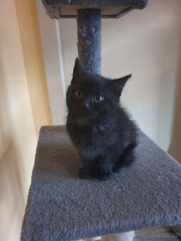 Britská modrá koťátka - 7