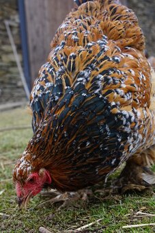 Brahmánky porcelánové 🥚🐣 (násadová vejce i kuřátka) - 7