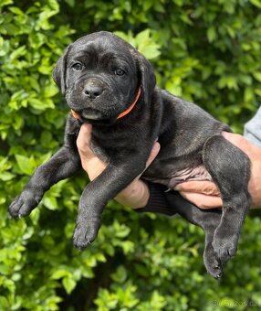 Štěňátka Cane Corso - 7