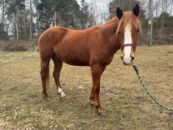 APH-American Paint horse - 7