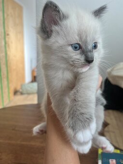 Ragdoll koťátka bez PP - 7