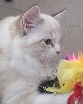 Kočička ragdoll s PP - 7