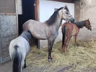 Prodej tříleté klisny Welsh pony, sekce B - 7