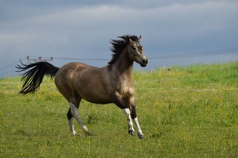 Valach paint horse 8 let - 7