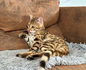Bengálský kocourek / kotě s PP - 7