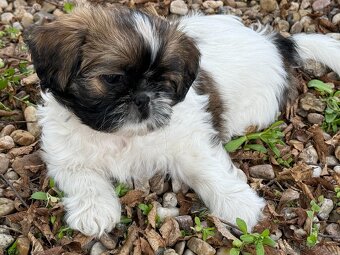 Fenka Shih-Tzu bez PP - 7