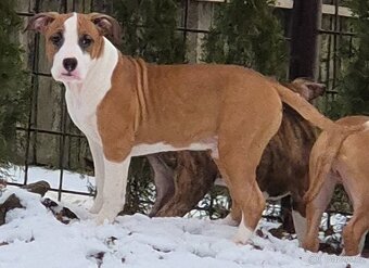 Americký stafordšírský teriér s PP - 7