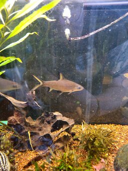 Akvárium 290l s vybavením - 7