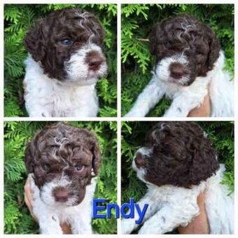 Lagotto romagnolo - pejsci - 7