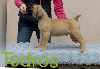 Boerboel štěňata na prodej (FCI) - 7