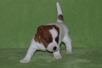 štěňata Jack Russell teriéra s PP - 7