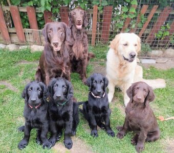 Flat coated retriever - šteniatko s PP - 7