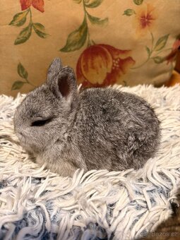 Zakrslý králíček - 7