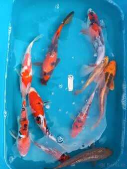 Koi kapr originál - 7