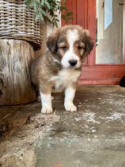 štěňátka border kolie - 7