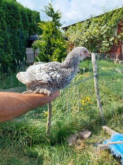 Brahmanka velká - 7