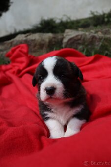 Welsh corgi cardigan s PP - 7