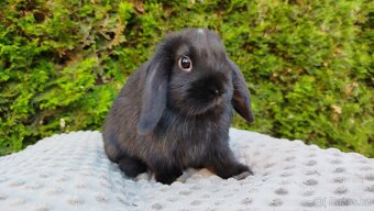 Zakrslý beránek, králíček, králík - PIPER - 7