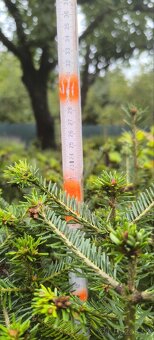 Sazenice lesních dřevin - 7