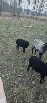 Beránci ze Strážek - 7