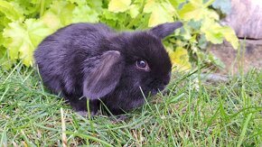 Zakrslý králík, zakrslý králíček beránek - 7